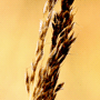 Calamagrostis x acutiflora «Karl Foerster» / Вейник заострённоцветковый «Karl Foerster»