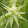 Carex grayi / Осока Грея