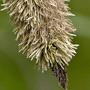 Carex pendula / Осока повислая