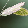 Chasmanthium latifolium / Униола широколистная, морской овёс