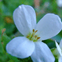 Arabis caucasica / Арабис кавказский, резуха кавказская