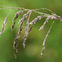 Deschampsia caespitosa / Луговик дернистый, щучка