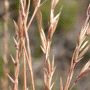 Festuca amethystina / Овсяница аметистовая