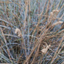 Festuca glauca / Овсяница сизая