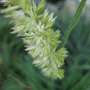 Koeleria glauca / Тонконог сизый