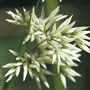 Luzula nivea / Ожика снежно-белая