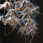 Miscanthus floridulus / Мискантус обильноцветущий