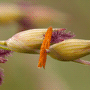 Panicum virgatum «Rotstrahlbusch» / Просо прутьевидное «Rotstrahlbusch»