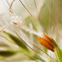 Pennisetum alopecuroides / Пеннисетум лисохвостный