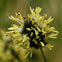 Sesleria caerulea / Сеслерия голубая