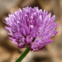 Allium schoenoprasum var. schoenoprasum / Шнитт-лук (лук-резанец, скорода)
