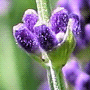 Lavandula angustifolia subsp. angustifolia / Лаванда узколистная