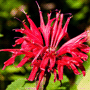 Monarda didyma / Монарда двойчатая