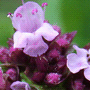Origanum vulgare subsp. vulgare / Душица обыкновенная