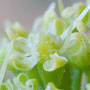 Petroselinum crispum var. crispum / Петрушка кудрявая, или огородная