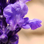 Salvia officinalis / Шалфей лекарственный