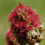 Sanguisorba minor subsp. minor / Кровохлёбка малая, овечья трава