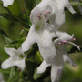 Satureja montana subsp. montana / Чабер горный