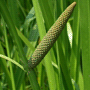 Acorus calamus «Variegatus» / Аир болотный «Variegatus»