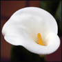 Calla palustris / Белокрыльник болотный