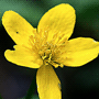 Caltha palustris / Калужница болотная