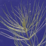 Ceratophyllum demersum / Роголистник погруженный
