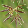 Cyperus longus subsp. longus / Сыть длинная