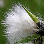 Eriophorum angustifolium / Пушица узколистная