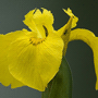 Iris pseudacorus / Ирис болотный