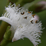 Menyanthes trifoliata / Вахта трёхлистная, трилистник водяной
