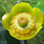 Nuphar lutea / Кубышка жёлтая