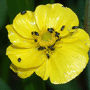 Ranunculus lingua / Лютик длиннолистный