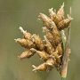 Schoenoplectus lacustris / Камыш озёрный