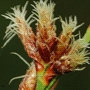 Schoenoplectus lacustris «Albescens» / Камыш озёрный «Albescens»