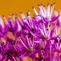 Allium aflatunense / Лук афлатунский
