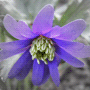 Anemone blanda / Анемона (ветреница) нежная