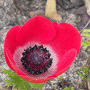 Anemone coronaria / Анемона (ветреница) корончатая