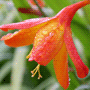 Crocosmia x crocosmiiflora / Крокосмия (монтбреция) крокосмиецветная