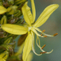 Asphodeline lutea / Асфоделина жёлтая