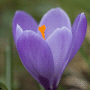 Crocus vernus subsp. vernus / Крокус весенний