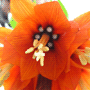 Fritillaria imperialis / Рябчик императорский
