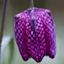 Fritillaria meleagris / Рябчик шахматный