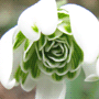Galanthus nivalis / Подснежник белоснежный