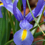 Iris x hollandica / Ирис голландский