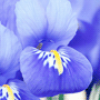 Iris reticulata / Ирис сетчатый