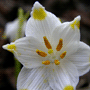 Leucojum vernum / Белоцветник (лейкоюм) весенний