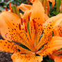 Lilium-Maculatum Cultivars / Лилия крупноцветная