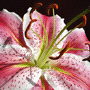 Lilium speciosum / Лилия прекрасная