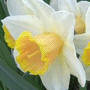 Narcissus x incomparabilis / Нарцисс несравненный