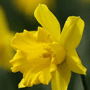 Narcissus pseudo narcissus / Нарцисс ложный